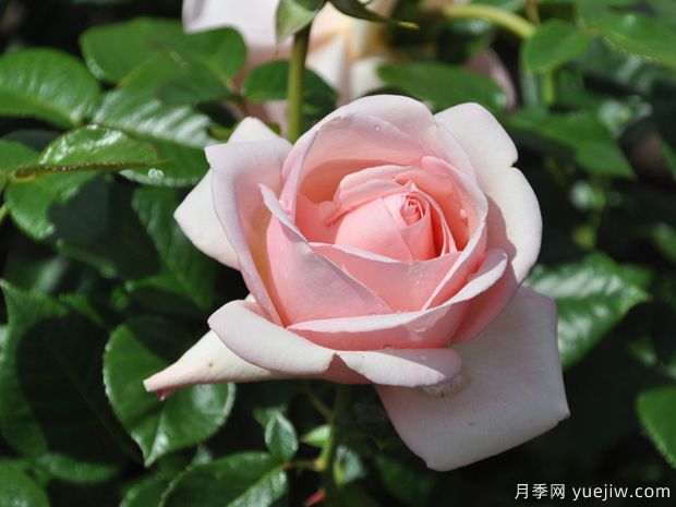 阿芙罗狄蒂月季(图1)