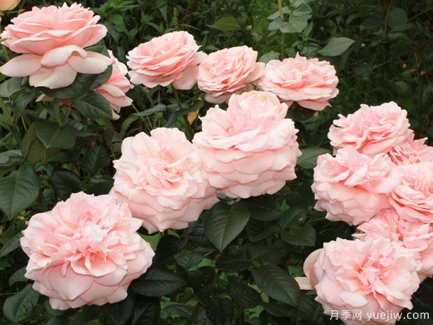 阿芙罗狄蒂月季(图3)