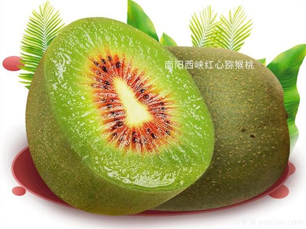 西峡猕猴桃苗的品种图片和南阳价格(图1) 西峡猕猴桃苗(图1)