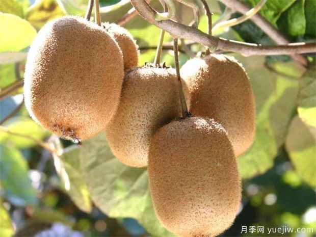 西峡猕猴桃苗的品种图片和南阳价格(图2) 西峡猕猴桃苗(图2)