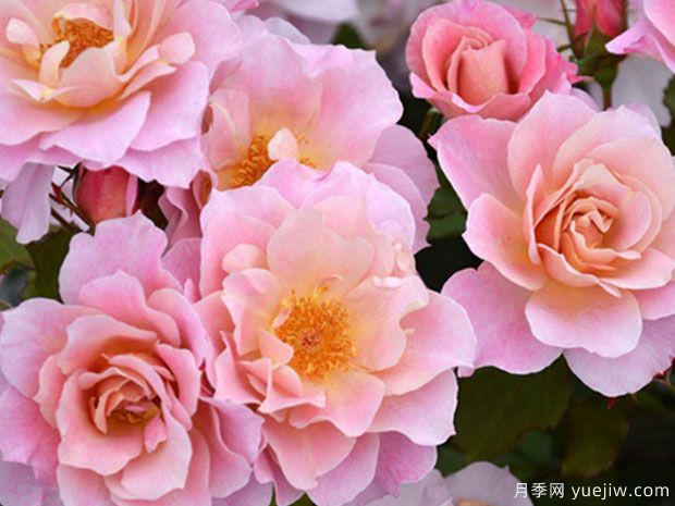 卢浮宫月季/洛威月季(图1) 卢浮宫月季/洛威月季(图1)