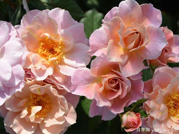 卢浮宫月季/洛威月季(图2) 卢浮宫月季/洛威月季(图2)