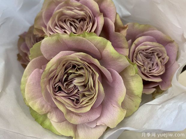 一直在你身边月季/常伴身侧(图2) 一直在你身边月季/常伴身侧(图2)