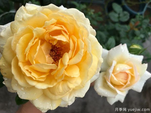 伊芙金伯爵月季/金色伊芙伯爵月季(图2)