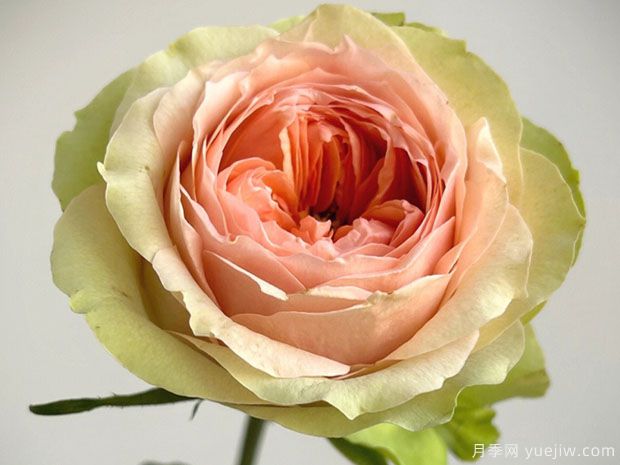 漫月眉月季/蔓越莓月季(图2)