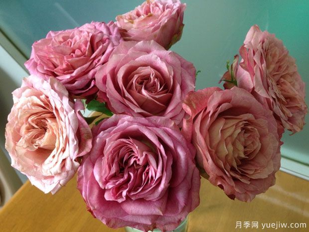 地球末夜月季(图1)