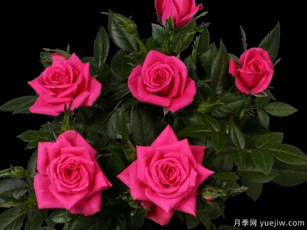 热吻柯德娜月季(图1) 热吻柯德娜月季/热吻科德娜(图1)