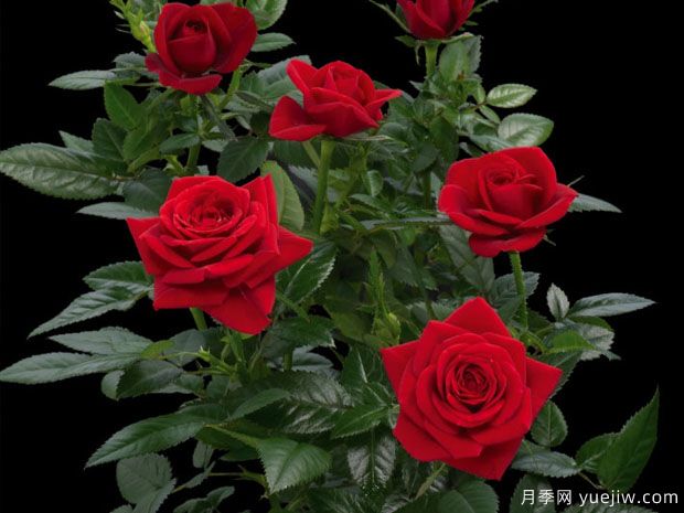 亲吻柯德娜月季(图1) 亲吻柯德娜月季(图1)