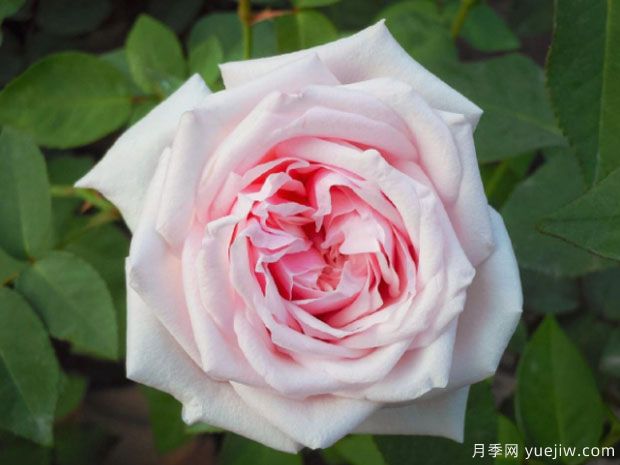 世界古老月季荣誉殿堂，12个老月季名人堂品种大全(图3)