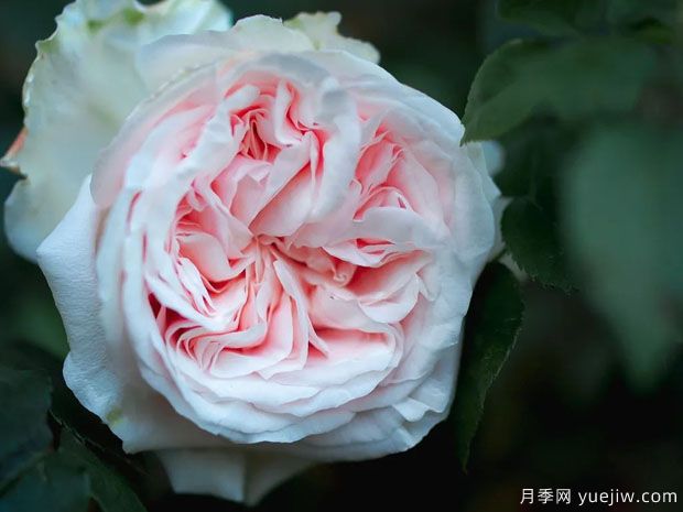 马美逊的纪念月季/马美逊的回忆月季(图2)