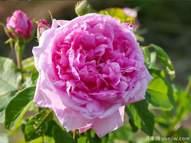 香堡伯爵月季(图1) 香堡伯爵月季(图1)