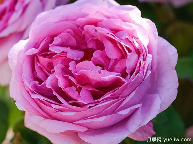 香堡伯爵月季(图4) 香堡伯爵月季(图4)