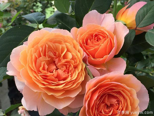 奥尔良香水月季(图1) 奥尔良香水月季(图1)