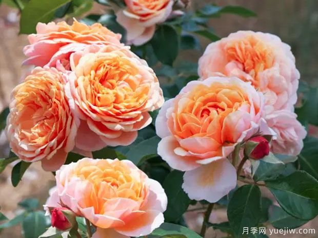 奥尔良香水月季(图2) 奥尔良香水月季(图2)