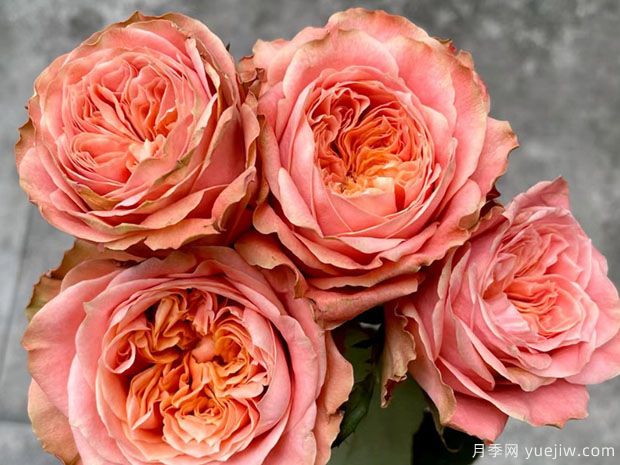 方可桃月季(图2) 方可桃月季(图2)