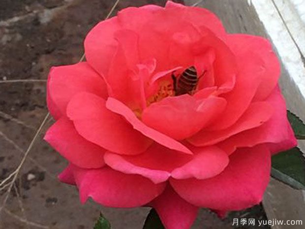 樱桃阳台月季(图1) 樱桃阳台月季(图1)