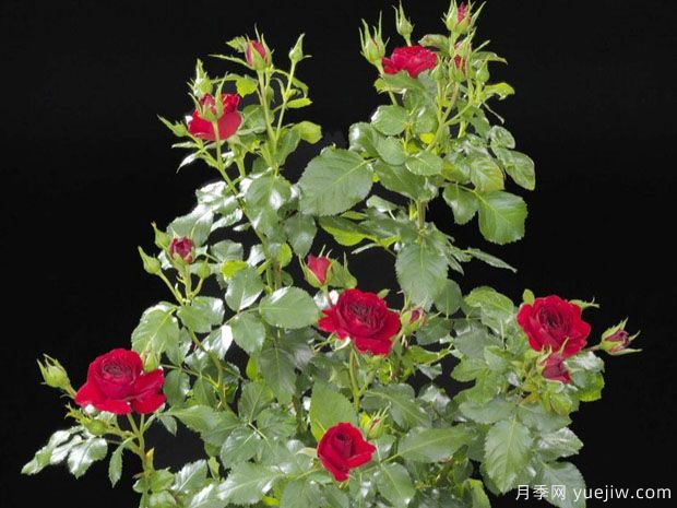 卡门阳台月季(图1) 卡门阳台月季(图1)