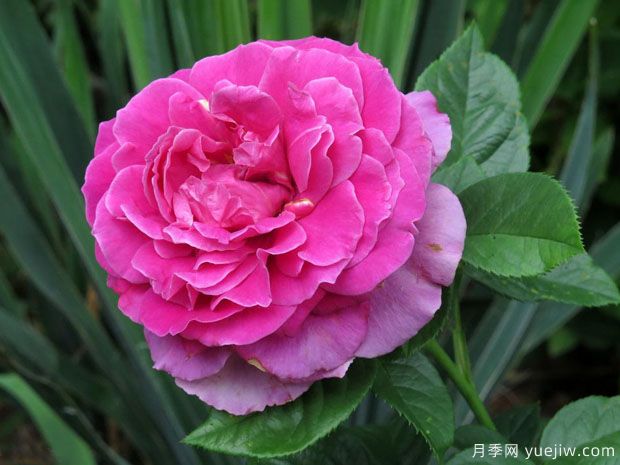 俏佳人月季(图1) 俏佳人月季(图1)