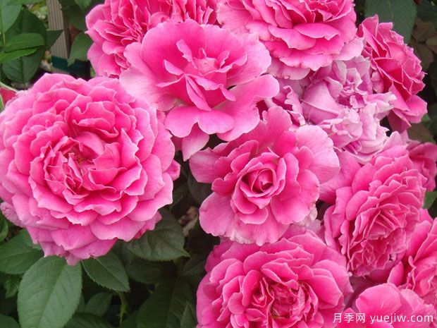 俏佳人月季(图2) 俏佳人月季(图2)