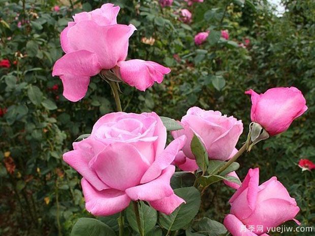 波莉小姐月季(图1) 波莉小姐月季(图1)