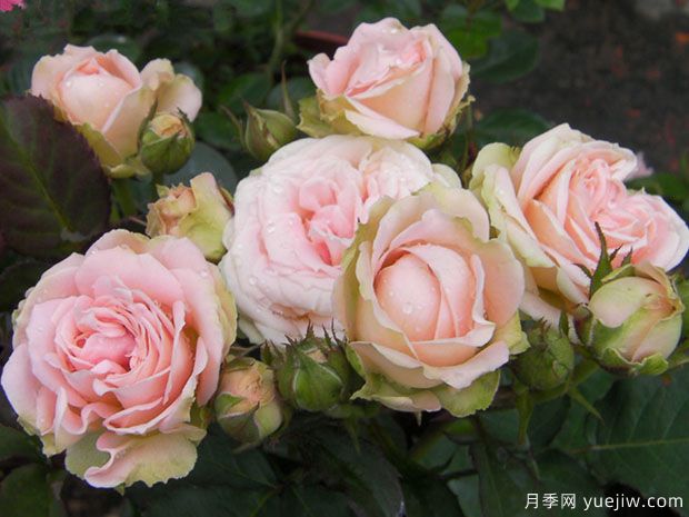 草地浪漫月季(图1)