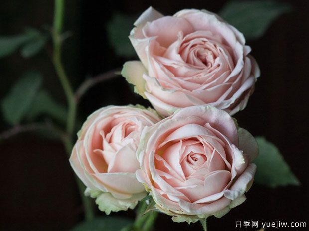 草地浪漫月季(图2)