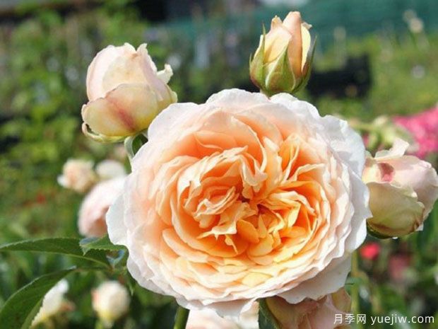 姜乳酒月季(图1) 姜乳酒月季(图2)