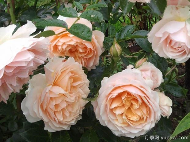 姜乳酒月季(图3) 姜乳酒月季(图3)