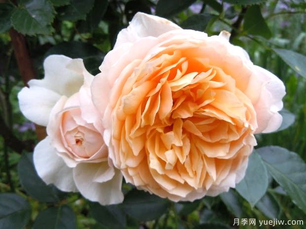 姜乳酒月季(图1) 姜乳酒月季(图1)