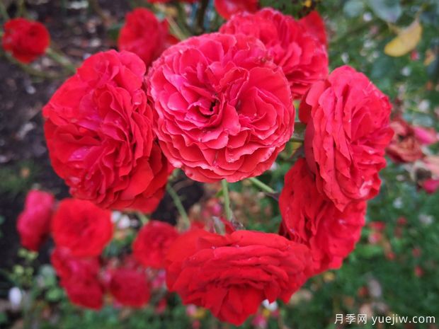 迪斯科女王月季的优缺点是什么？(图1)