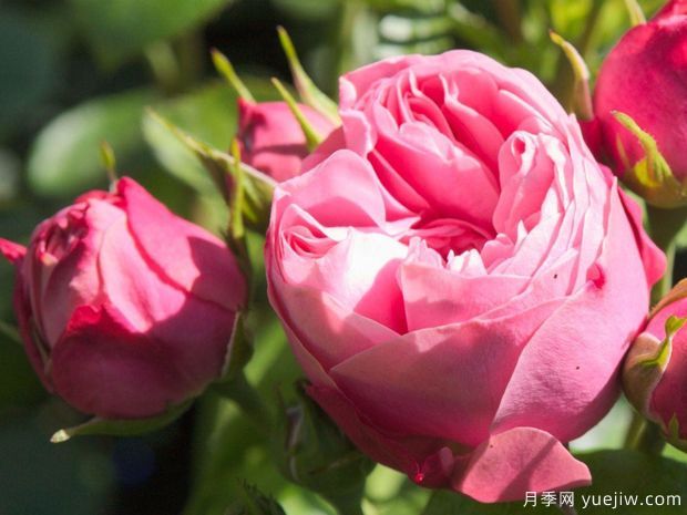 俏皮洛可可月季(图1) 俏皮洛可可月季(图1)