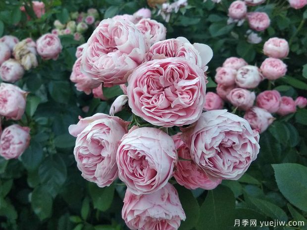 俏皮洛可可月季(图3) 俏皮洛可可月季(图3)