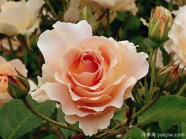 洛可可月季(图2)