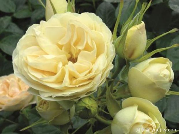 香槟洛可可月季(图1)