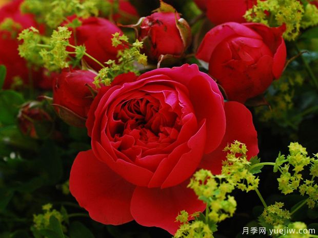 魔术洛可可月季/洛可可魔法(图4) 魔术洛可可月季/洛可可魔法(图4)