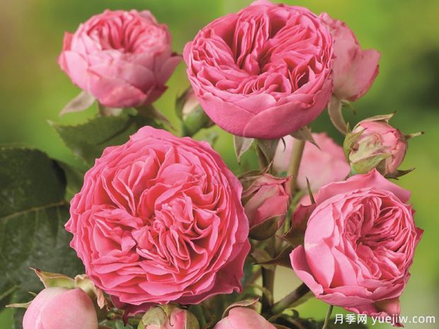 热可可是咖啡,还可以是月季花(图1) 这里热可可不是咖啡,居然是月季花!(图1)