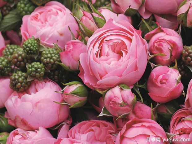 热可可是咖啡,还可以是月季花(图2) 这里热可可不是咖啡,居然是月季花!(图2)