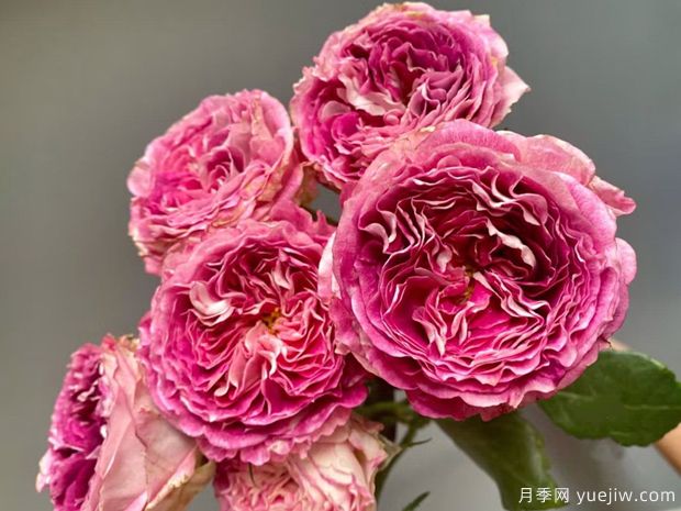 多莉月季(图2) 多莉月季(图2)