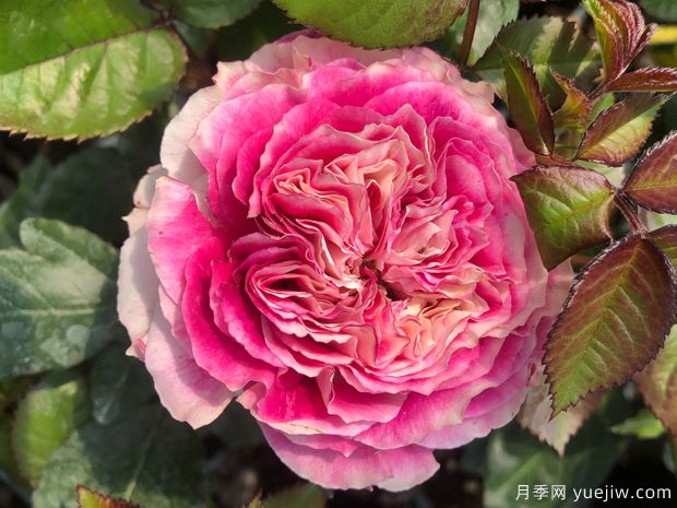 多莉月季(图1) 多莉月季(图1)