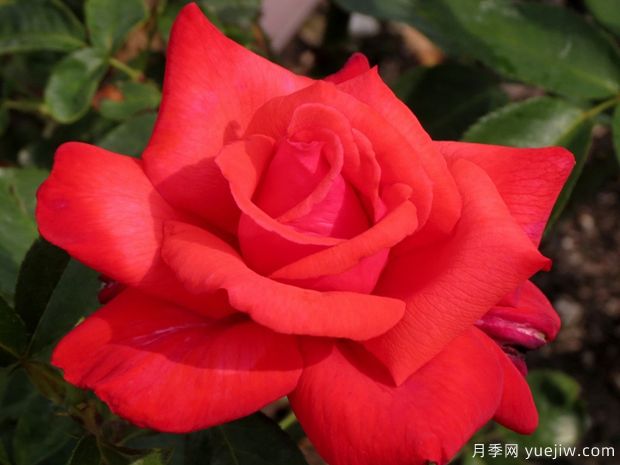 多莉帕顿月季/吉卜赛月季(图1)