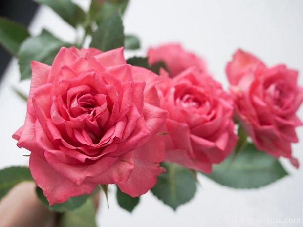 樱桃红琳达月季(图1) 樱桃红琳达月季(图1)