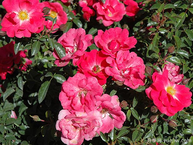 粉色至尊地毯月季(图2) 粉色至尊地毯月季(图3)