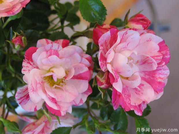 粉色飞溅地毯月季(图2) 粉色飞溅地毯月季(图2)