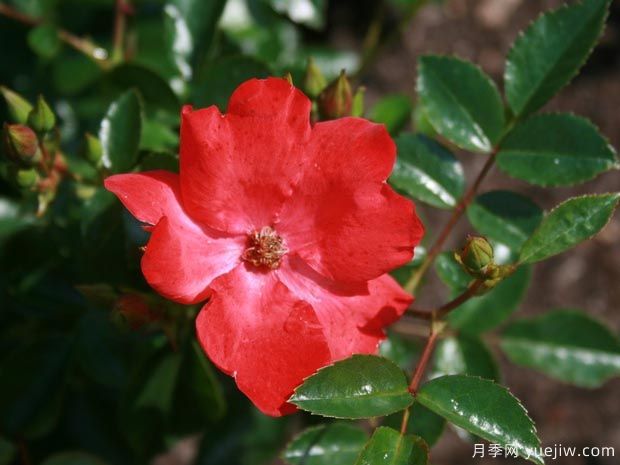 晚霞地毯月季(图1) 晚霞地毯月季/德赛奥地毯(图3)