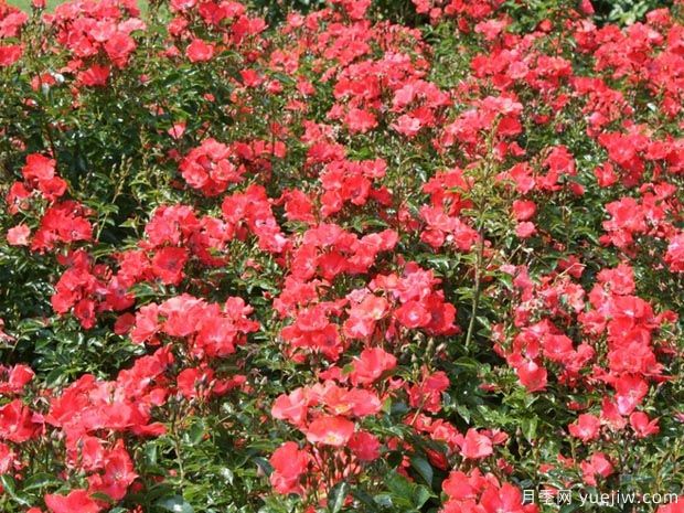 晚霞地毯月季(图3) 晚霞地毯月季/德赛奥地毯(图4)