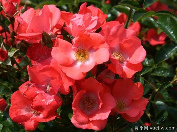 晚霞地毯月季(图1) 晚霞地毯月季/德赛奥地毯(图2)