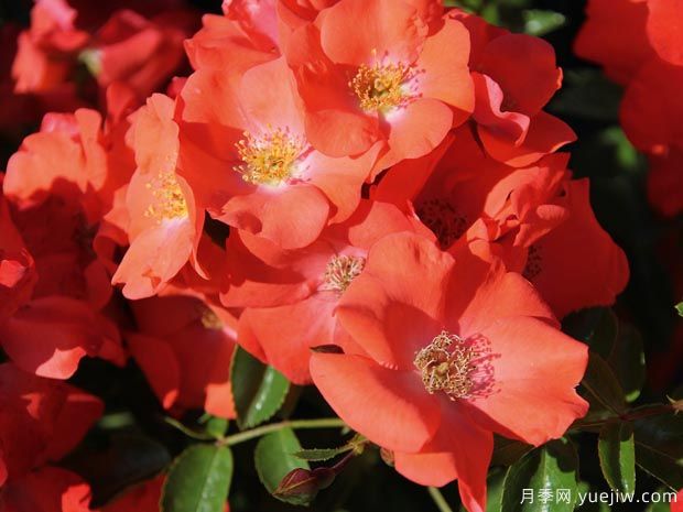 晚霞地毯月季/德赛奥地毯月季(图1) 晚霞地毯月季/德赛奥地毯(图1)