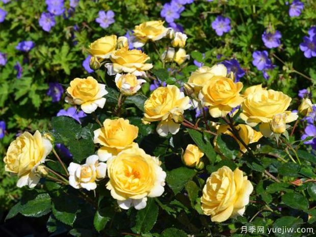 阳光地毯月季(图2) 阳光地毯月季(图2)