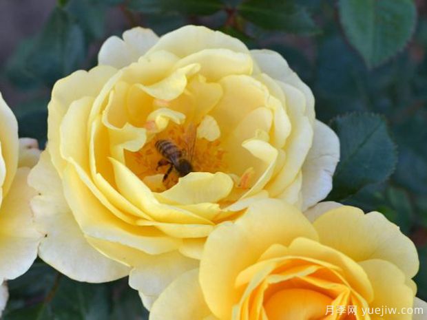 阳光地毯月季(图1) 阳光地毯月季(图1)