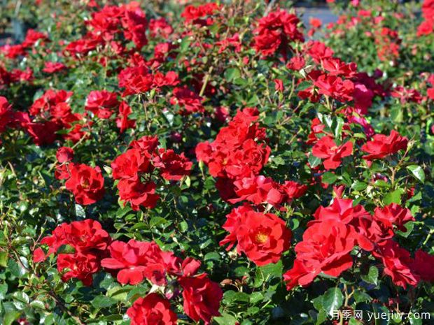 地平线月季(诺克)(图2) 地平线月季(诺克)(图2)